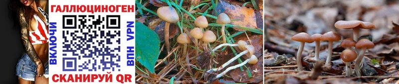 Галлюциногенные грибы Psilocybe  Шумерля 